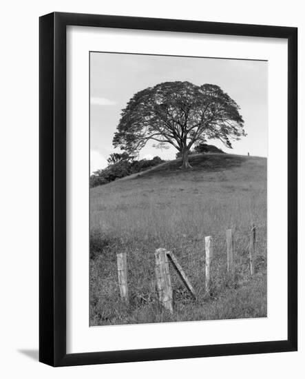 Lone Tree & Fence, Costa-Monte Nagler-Framed Photographic Print