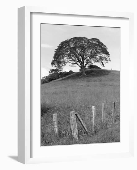 Lone Tree & Fence, Costa-Monte Nagler-Framed Photographic Print