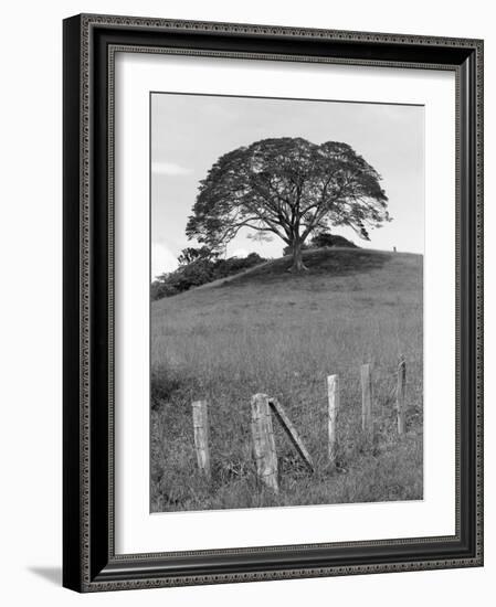 Lone Tree & Fence, Costa-Monte Nagler-Framed Photographic Print