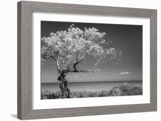 Lone Tree I-Kathy Mahan-Framed Photographic Print