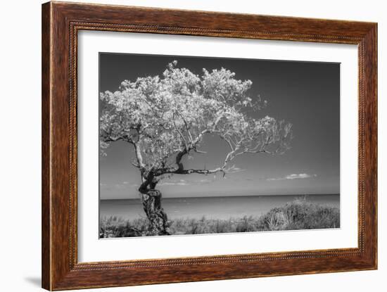 Lone Tree I-Kathy Mahan-Framed Photographic Print