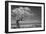 Lone Tree I-Kathy Mahan-Framed Photographic Print