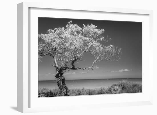 Lone Tree I-Kathy Mahan-Framed Photographic Print