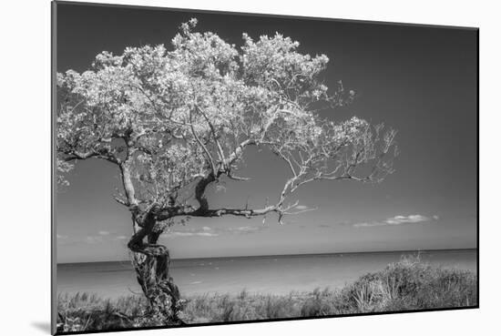 Lone Tree I-Kathy Mahan-Mounted Photographic Print