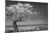 Lone Tree I-Kathy Mahan-Mounted Photographic Print