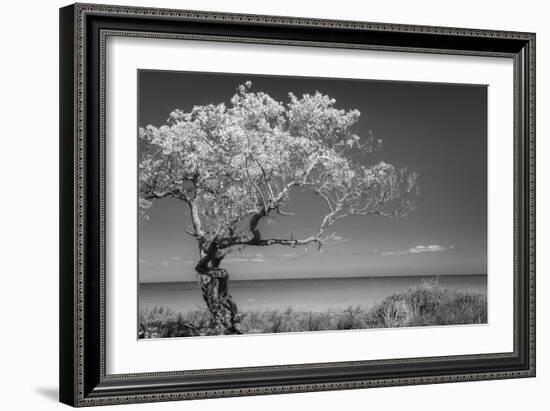 Lone Tree I-Kathy Mahan-Framed Photographic Print