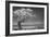 Lone Tree I-Kathy Mahan-Framed Photographic Print