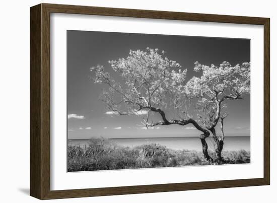 Lone Tree II-Kathy Mahan-Framed Photographic Print