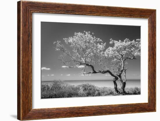 Lone Tree II-Kathy Mahan-Framed Photographic Print