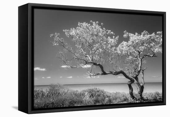 Lone Tree II-Kathy Mahan-Framed Premier Image Canvas