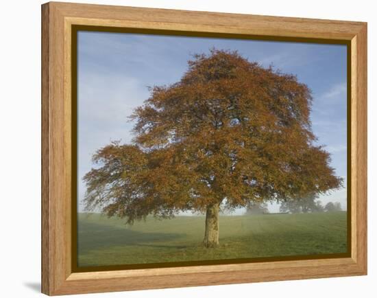 Lone Tree in Autumn-AdventureArt-Framed Premier Image Canvas