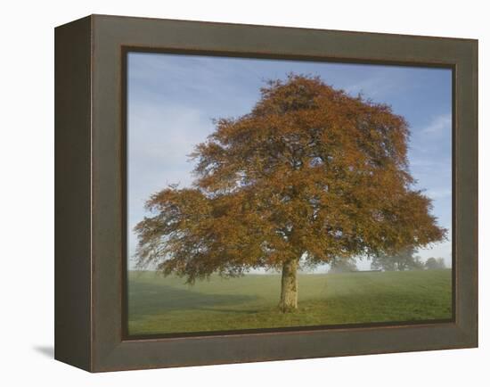 Lone Tree in Autumn-AdventureArt-Framed Premier Image Canvas