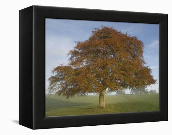 Lone Tree in Autumn-AdventureArt-Framed Premier Image Canvas