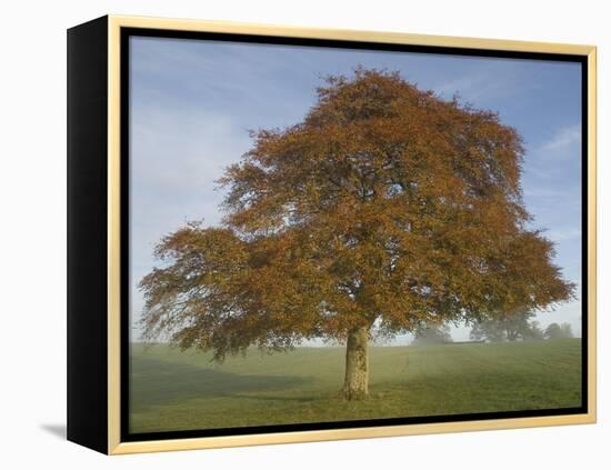 Lone Tree in Autumn-AdventureArt-Framed Premier Image Canvas