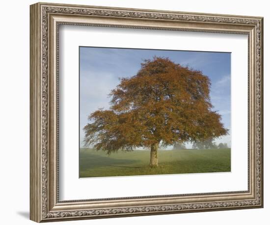 Lone Tree in Autumn-AdventureArt-Framed Photographic Print