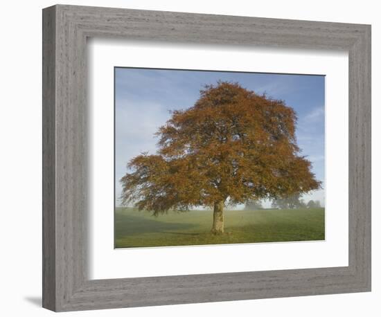 Lone Tree in Autumn-AdventureArt-Framed Photographic Print