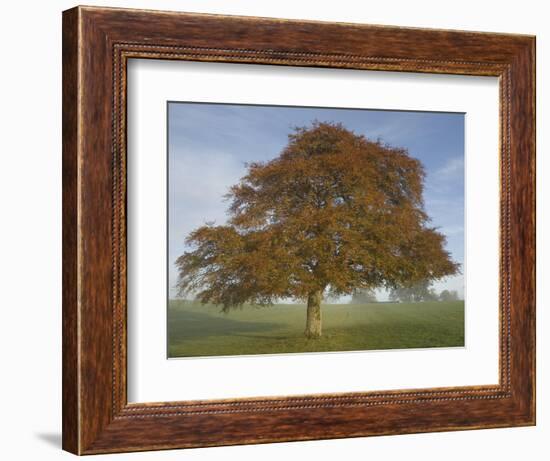 Lone Tree in Autumn-AdventureArt-Framed Photographic Print