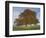 Lone Tree in Autumn-AdventureArt-Framed Photographic Print