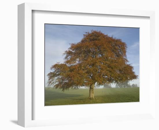 Lone Tree in Autumn-AdventureArt-Framed Photographic Print