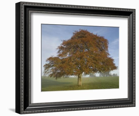 Lone Tree in Autumn-AdventureArt-Framed Photographic Print