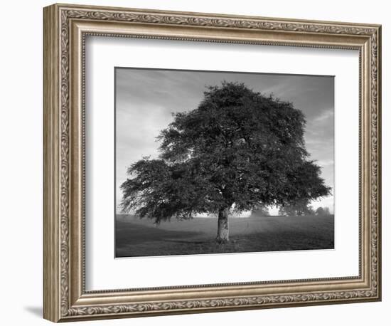 Lone Tree in Autumn-AdventureArt-Framed Photographic Print