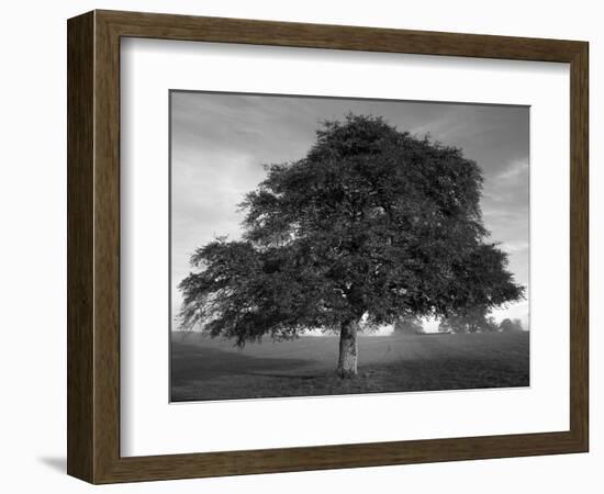 Lone Tree in Autumn-AdventureArt-Framed Photographic Print