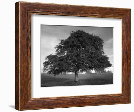 Lone Tree in Autumn-AdventureArt-Framed Photographic Print