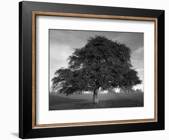 Lone Tree in Autumn-AdventureArt-Framed Photographic Print