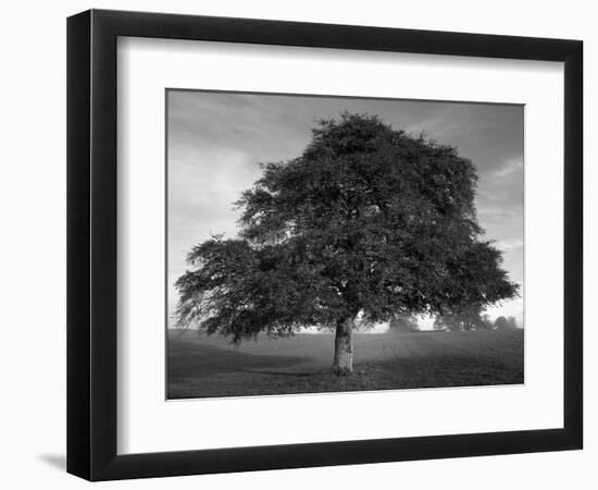 Lone Tree in Autumn-AdventureArt-Framed Photographic Print