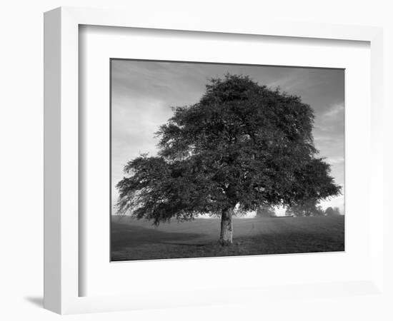 Lone Tree in Autumn-AdventureArt-Framed Photographic Print