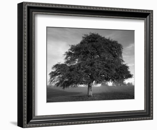 Lone Tree in Autumn-AdventureArt-Framed Photographic Print