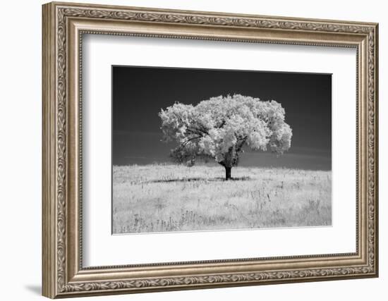 Lone tree in black and white Infrared-Michael Scheufler-Framed Photographic Print