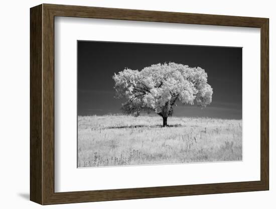 Lone tree in black and white Infrared-Michael Scheufler-Framed Photographic Print