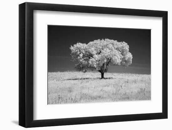 Lone tree in black and white Infrared-Michael Scheufler-Framed Photographic Print