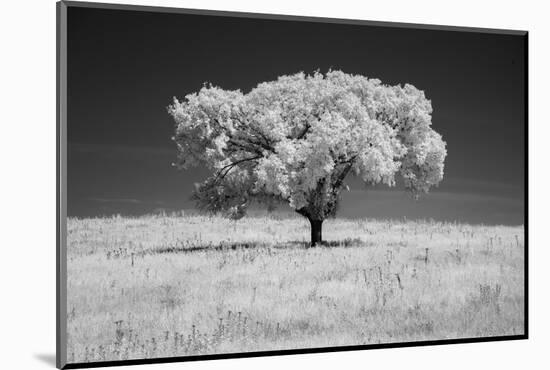 Lone tree in black and white Infrared-Michael Scheufler-Mounted Photographic Print