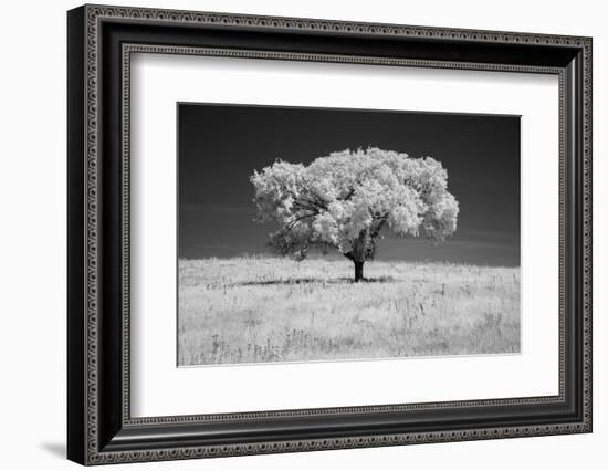 Lone tree in black and white Infrared-Michael Scheufler-Framed Photographic Print