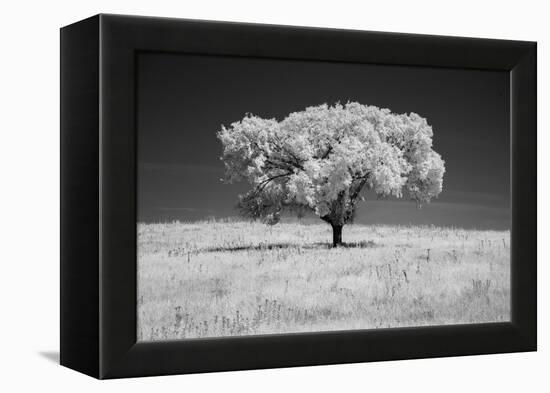 Lone tree in black and white Infrared-Michael Scheufler-Framed Premier Image Canvas