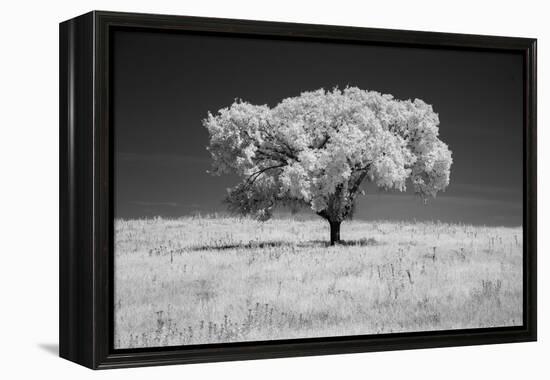 Lone tree in black and white Infrared-Michael Scheufler-Framed Premier Image Canvas