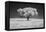 Lone tree in black and white Infrared-Michael Scheufler-Framed Premier Image Canvas