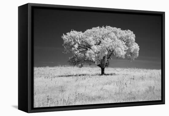 Lone tree in black and white Infrared-Michael Scheufler-Framed Premier Image Canvas