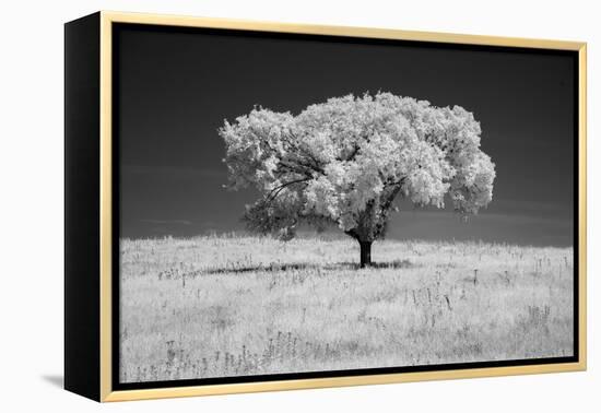 Lone tree in black and white Infrared-Michael Scheufler-Framed Premier Image Canvas