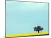 Lone Tree in Field of Rapeseed, Germany-Russell Gordon-Mounted Photographic Print