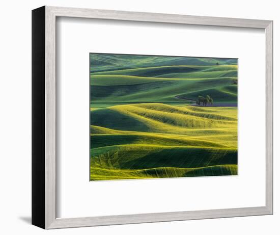 Lone tree in fields of wheat, peas and barley-Terry Eggers-Framed Photographic Print