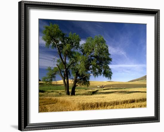 Lone Tree in Harvest Time Field, Palouse, Washington, USA-Terry Eggers-Framed Photographic Print