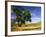 Lone Tree in Harvest Time Field, Palouse, Washington, USA-Terry Eggers-Framed Photographic Print