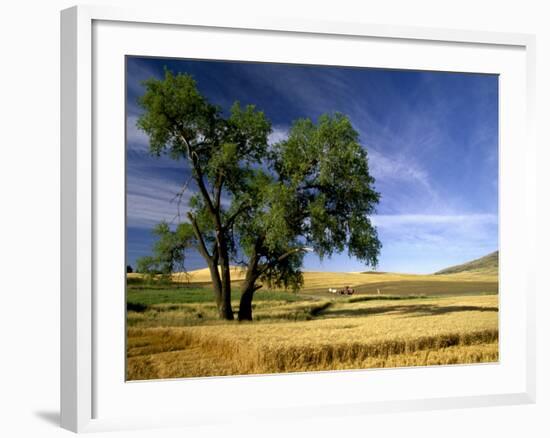 Lone Tree in Harvest Time Field, Palouse, Washington, USA-Terry Eggers-Framed Photographic Print