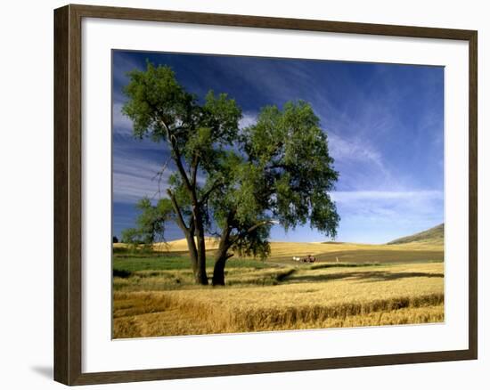 Lone Tree in Harvest Time Field, Palouse, Washington, USA-Terry Eggers-Framed Photographic Print