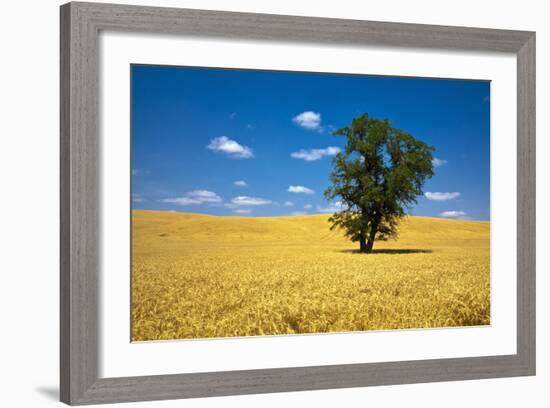 Lone Tree in Harvest Wheat, Palouse Country, Washington, USA-Terry Eggers-Framed Photographic Print