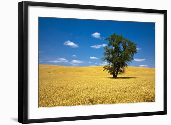 Lone Tree in Harvest Wheat, Palouse Country, Washington, USA-Terry Eggers-Framed Photographic Print