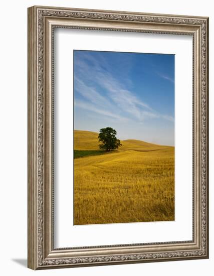 Lone Tree in Harvest Wheat, Palouse Country, Washington, USA-Terry Eggers-Framed Photographic Print